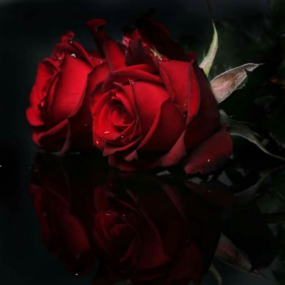 Meet your Posher, Nikkole